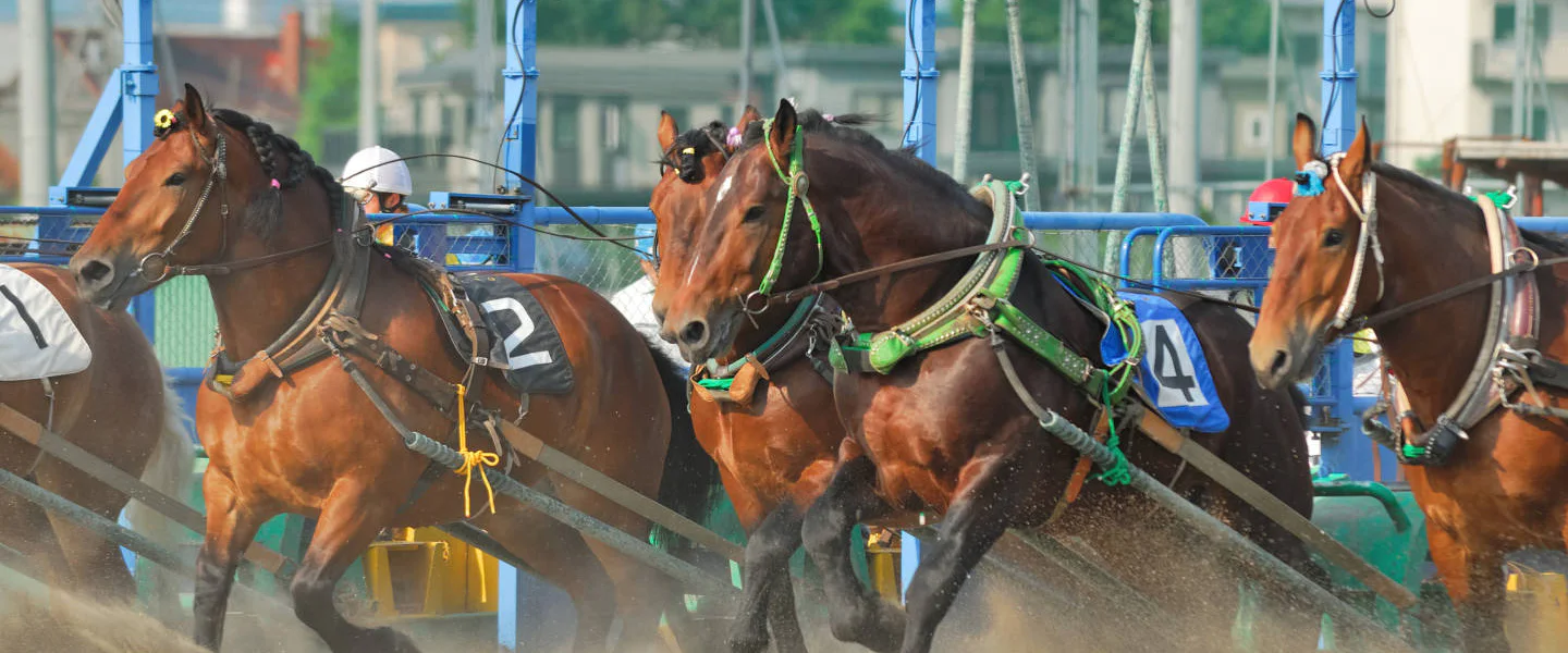 ばんえい競馬でそりを引く競走馬
